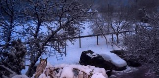Шымкентские «морозы» заставили хищных птиц зимовать в городе