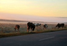 Похитили скот на сумму 10 млн тенге