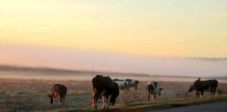В Южно-Казахстанской области задержали подозреваемых в скотокрадстве