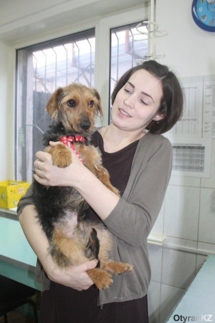 Шымкентские ветеринары успешно провели сложнейшую пластическую операцию собаке