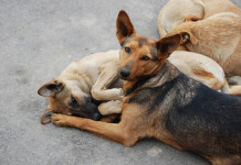 В Казахстане за жестокое обращение с животным, повлекшее его гибель, предусмотрен штраф до 583 тыс тенге бездомные собаки