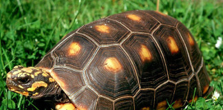 Почему выражение «медленный, как черепаха» в корне неверно