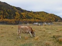 В Туркестанской области подросток ушел на пастбище и не вернулся