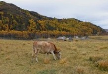 В Туркестанской области подросток ушел на пастбище и не вернулся