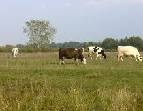 В Туркестанской области задержали скотокрада, в машине которого обнаружили корову