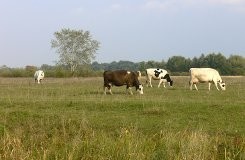 Задержаны скотокрады, похитившие теленка