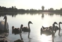 Лебеди в шымкентском зоопарке