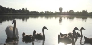 Лебеди в шымкентском зоопарке