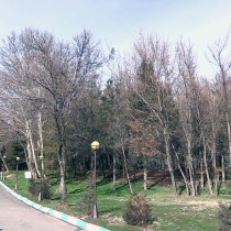 В шымкентском дендропарке недосчитались деревьев