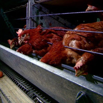 Абилкасым Досболов: Покупая птицу и яйца, требуйте сертификат на продукцию