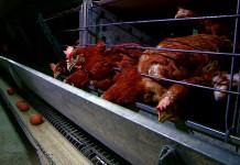 Абилкасым Досболов: Покупая птицу и яйца, требуйте сертификат на продукцию