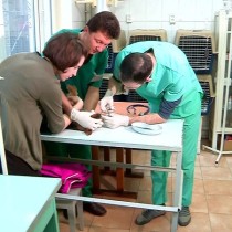 Шымкентские ветеринары успешно провели сложнейшую пластическую операцию собаке Пластическая операция собаке