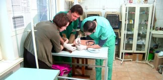 Шымкентские ветеринары успешно провели сложнейшую пластическую операцию собаке Пластическая операция собаке