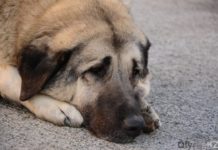 В СМИ запретят публиковать кадры жестокого обращения с животными