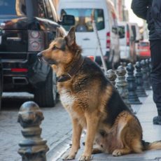 Собака на улице в Турции