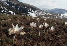 Шымкентская зима Николая Дорогова