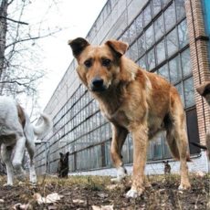 За полтора года случаев бешенства среди населения в Казахстане не зарегистрировано