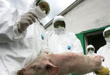 Южноказахстанского «Айболита» оштрафовали на шесть миллионов