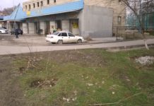 В Шымкенте вырубают молодые деревья