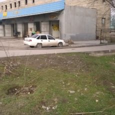 В Шымкенте вырубают молодые деревья