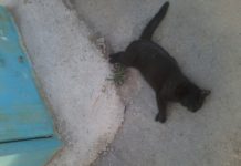 В Шымкенте больше суток на тротуаре лежит мертвое животное