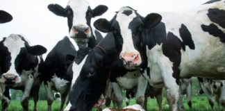 В ЮКО домашний скот вакцинируют раньше срока
