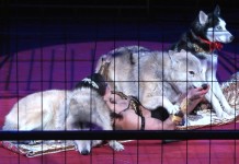 «Империя хищников» уже в Шымкенте