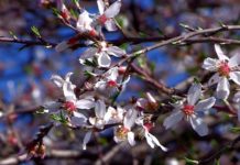 В Шымкенте зацвел миндаль и температура воздуха держится на отметке +26