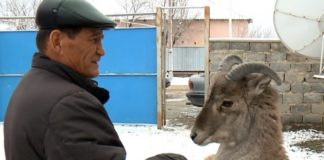 Шымкентский зоопарк готов принять архара, из-за которого разгорелся скандал