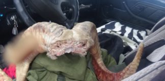 В ЮКО убили архара-эндемика