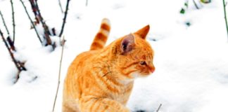 Фото дня. Снег в Шымкенте снег в Шымкенте