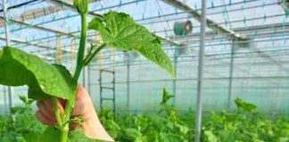 Инновационный подход к сельскому хозяйству