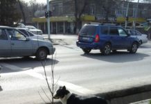 Шымкентский Хатико ждет своего хозяина