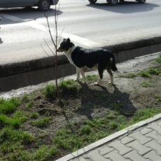 Шымкентский Хатико ждет своего хозяина