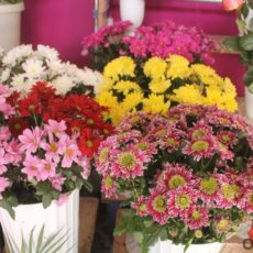 Цветы в Шымкенте. Цена цветов