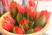 450 тысяч луковиц тюльпанов высаживают в Шымкенте