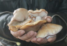 Грибной сезон в Шымкенте набирает обороты