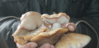 Грибной сезон в Шымкенте набирает обороты