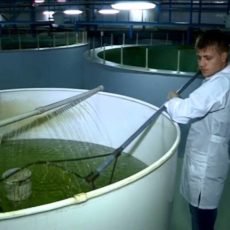 Уникальную икру весной получат в ЮКО