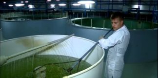 Уникальную икру весной получат в ЮКО