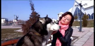 Бесстрашная дрессировщица цирка Джина и летающий корреспондент