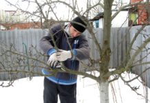 Как готовить сад-огород к весенним работам