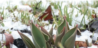 Тепло шымкентцам обещают синоптики подснежники