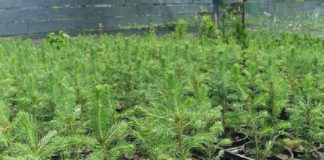 В Шымкенте посадят более 112 тысяч деревьев