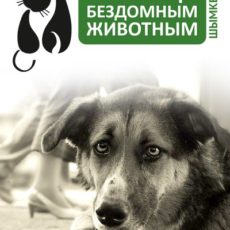 Помощь бездомным животным Шымкента