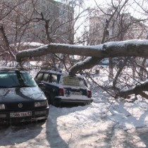 Старое дерево в Шымкенте раздавило автомобиль