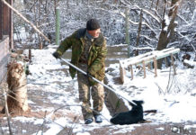 3500 бродячих животных отловили в Шымкенте с начала года