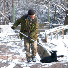 3500 бродячих животных отловили в Шымкенте с начала года
