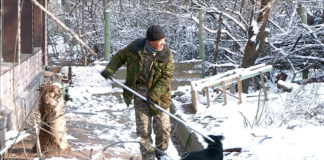 3500 бродячих животных отловили в Шымкенте с начала года