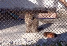 Шымкентский зоопарк предлагает дать имена степной кошке и морской свинке